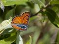 Lycaena alciphron (Büyük Morbakırgüzeli)